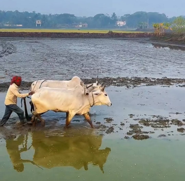 গরু দিয়ে লাঙ্গল দেওয়ার গ্রাম বাংলার সুন্দর দৃশ্য।
