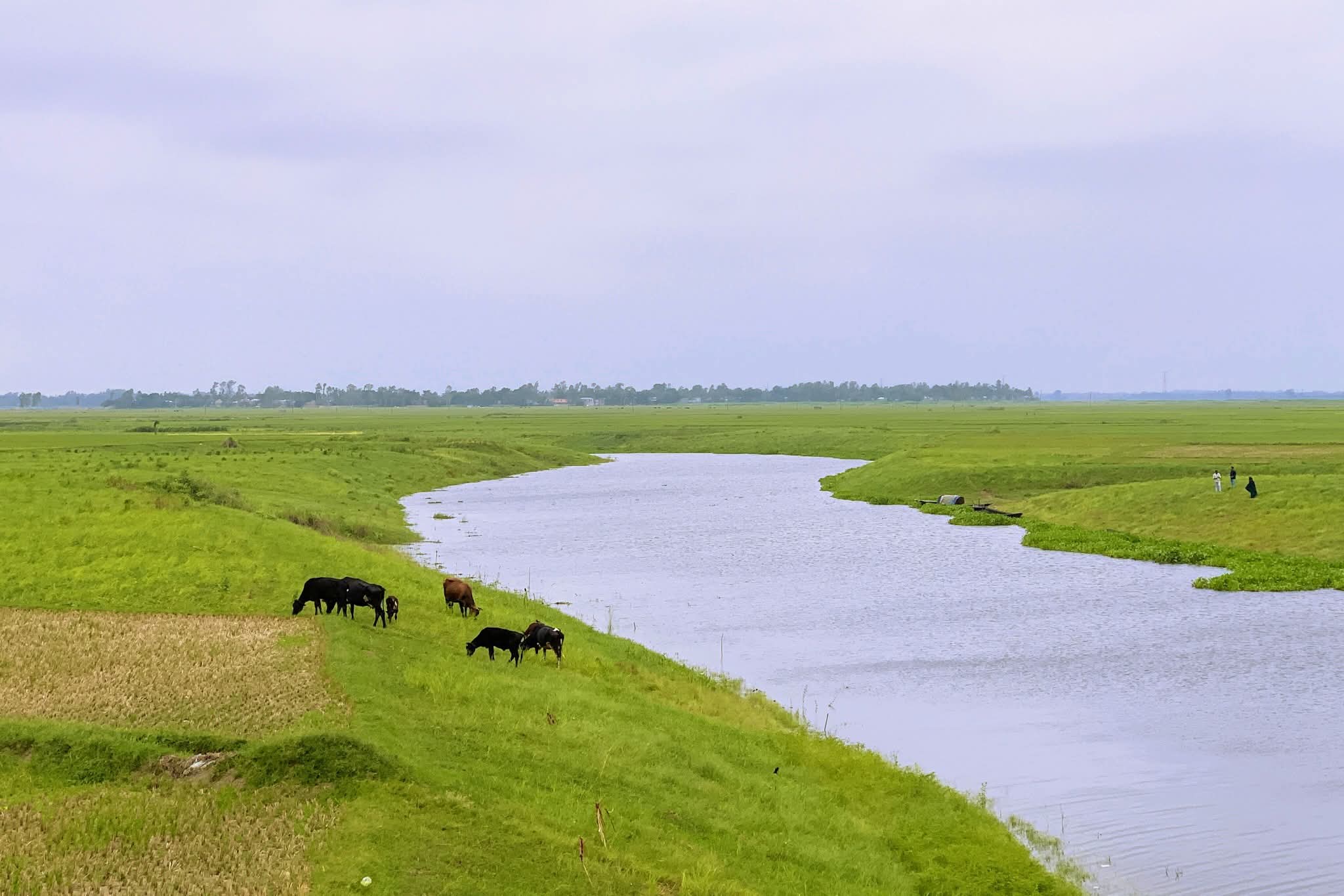 সবুজের বুক চিড়ে বয়ে চলা জলধারা!
পাবনা, বাংলাদেশ।