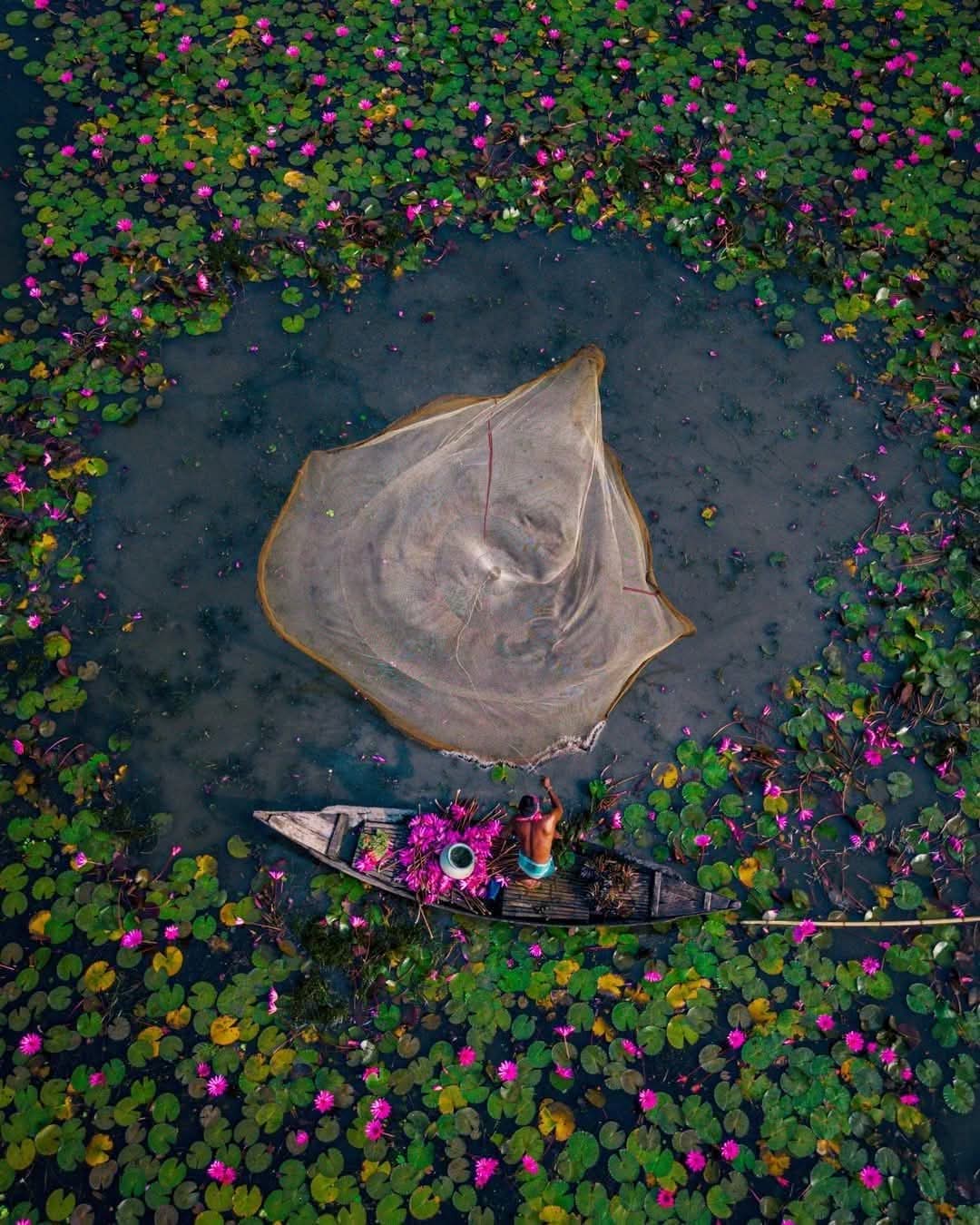 বর্ষার পানিতে শাপলা বিলে নৌকায় বসে ঝাঁকি জাল দিয়ে মাছ ধরার সুন্দর দৃশ্য।🍁