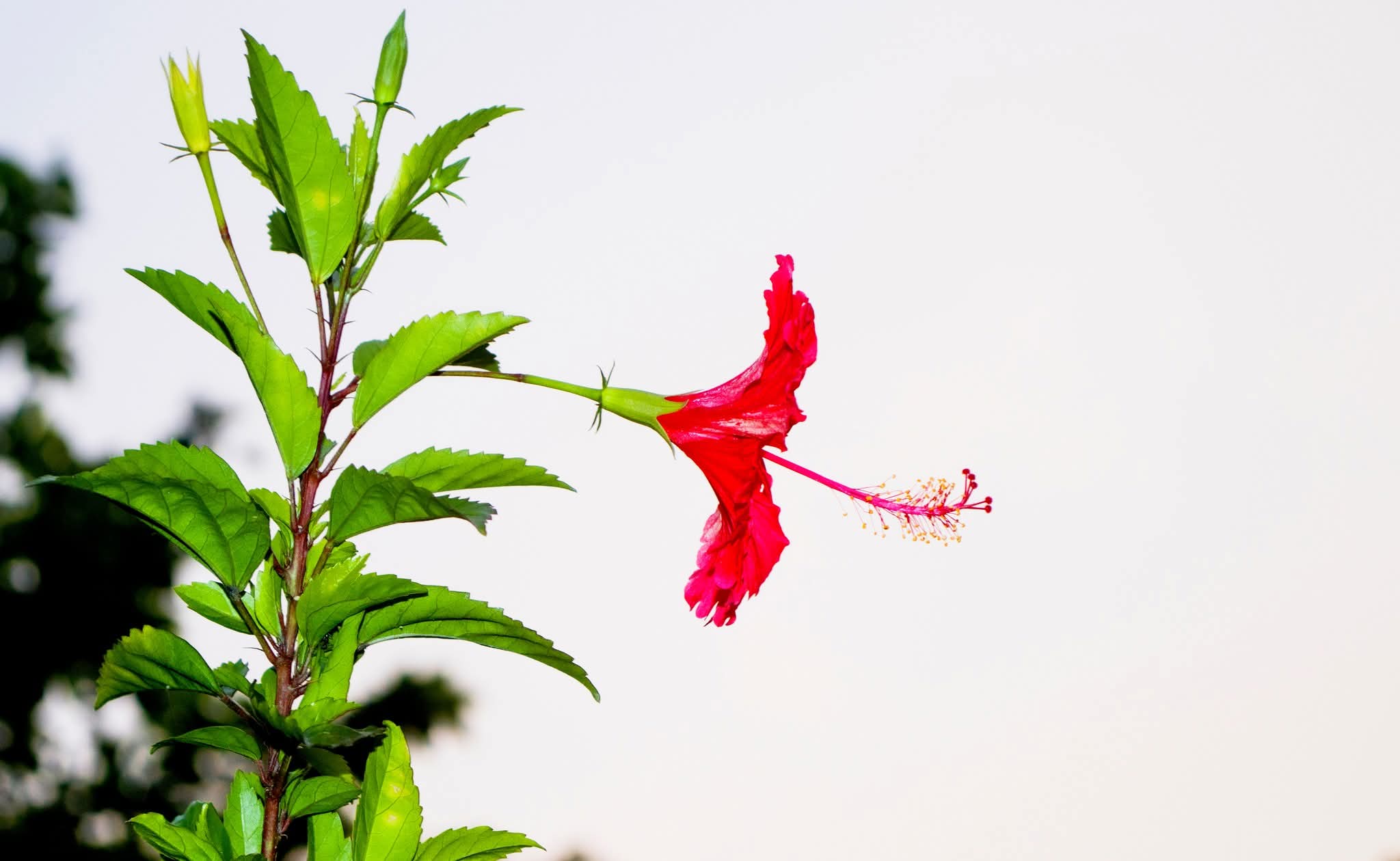 জবা ফুলের সুন্দর্যের মায়াতে বার বার পরি!