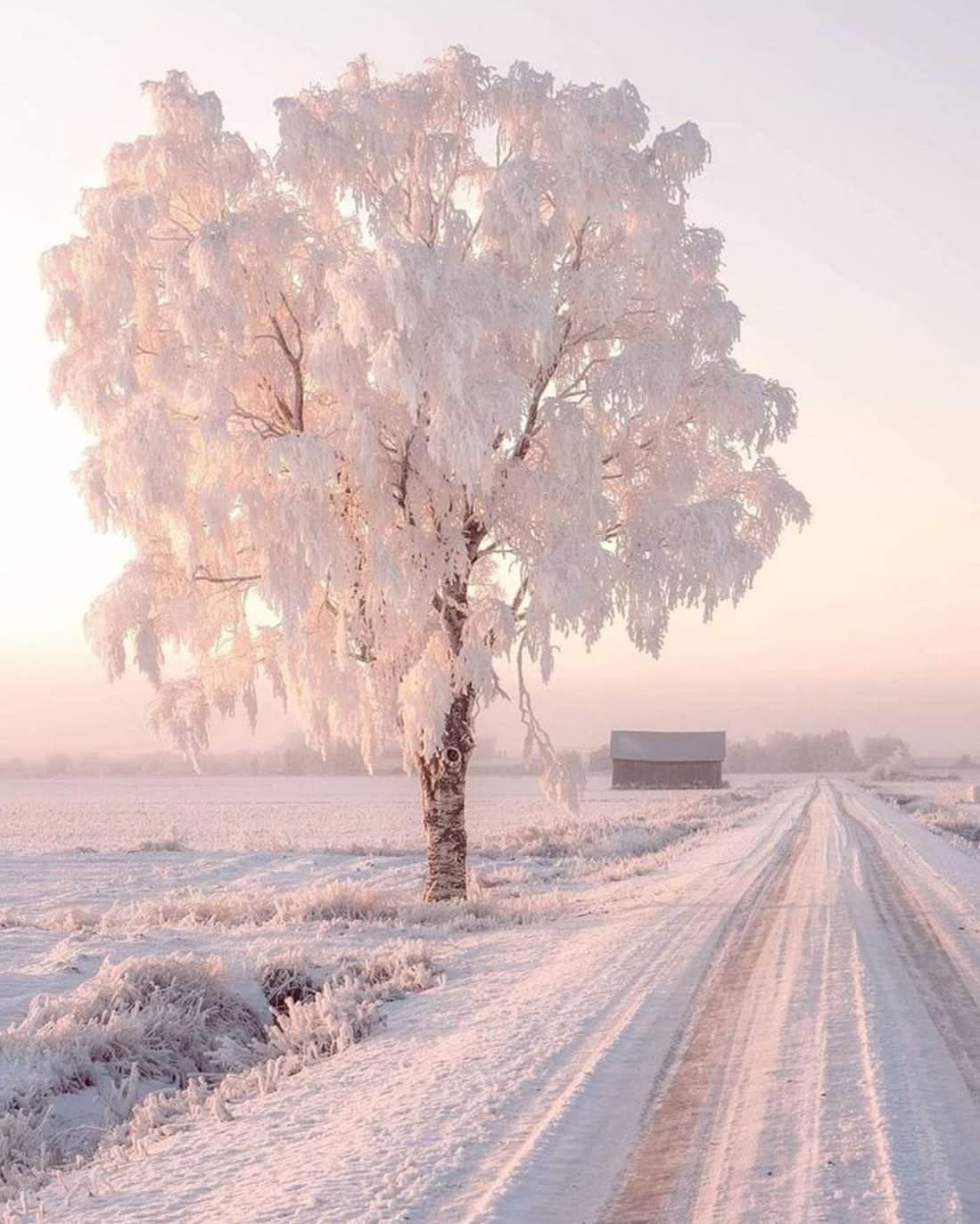 The snow in Finland 💚