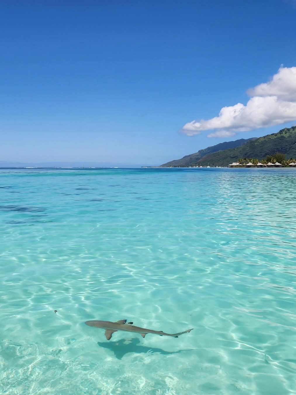 Tahiti-French Polynesia.