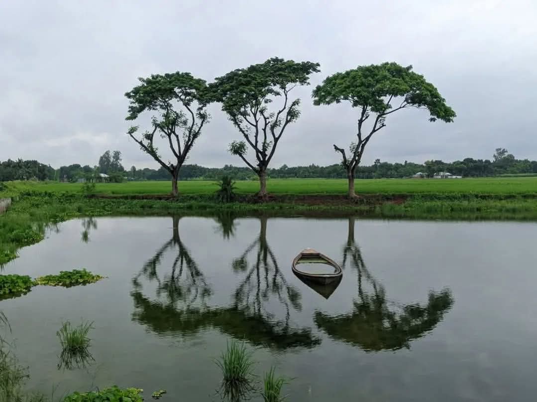 অর্ধ-ডুবানো নৌকাটি একটি হ্রদে নিঃশব্দে ভেসে বেড়াচ্ছে, সবুজ ধানক্ষেত এবং গাছপালা দ্বারা বেষ্টিত, যা বাংলাদেশের গ্রামাঞ্চলের নির্মল সৌন্দর্য প্রদর্শন করে। পাবনা সদর, বাংলাদেশ।
