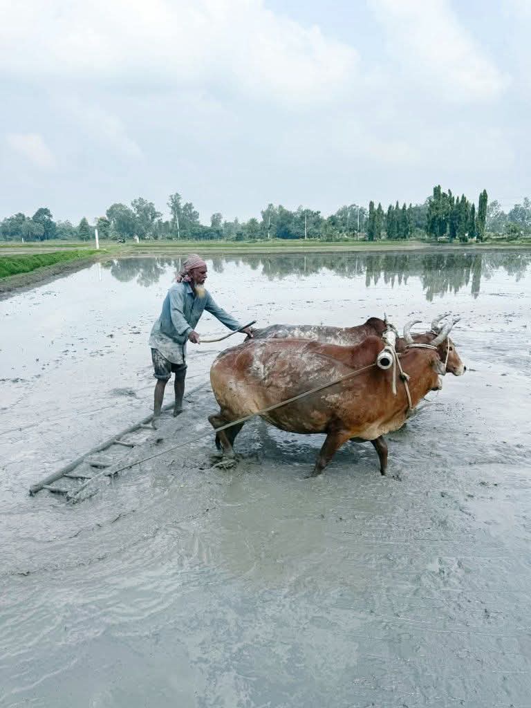 গরু দিয়ে চাষাবাদের কাজ এখন বিলুপ্তির পথে।
মধুপুর, টাঙ্গাইল, বাংলাদেশ। 🐃