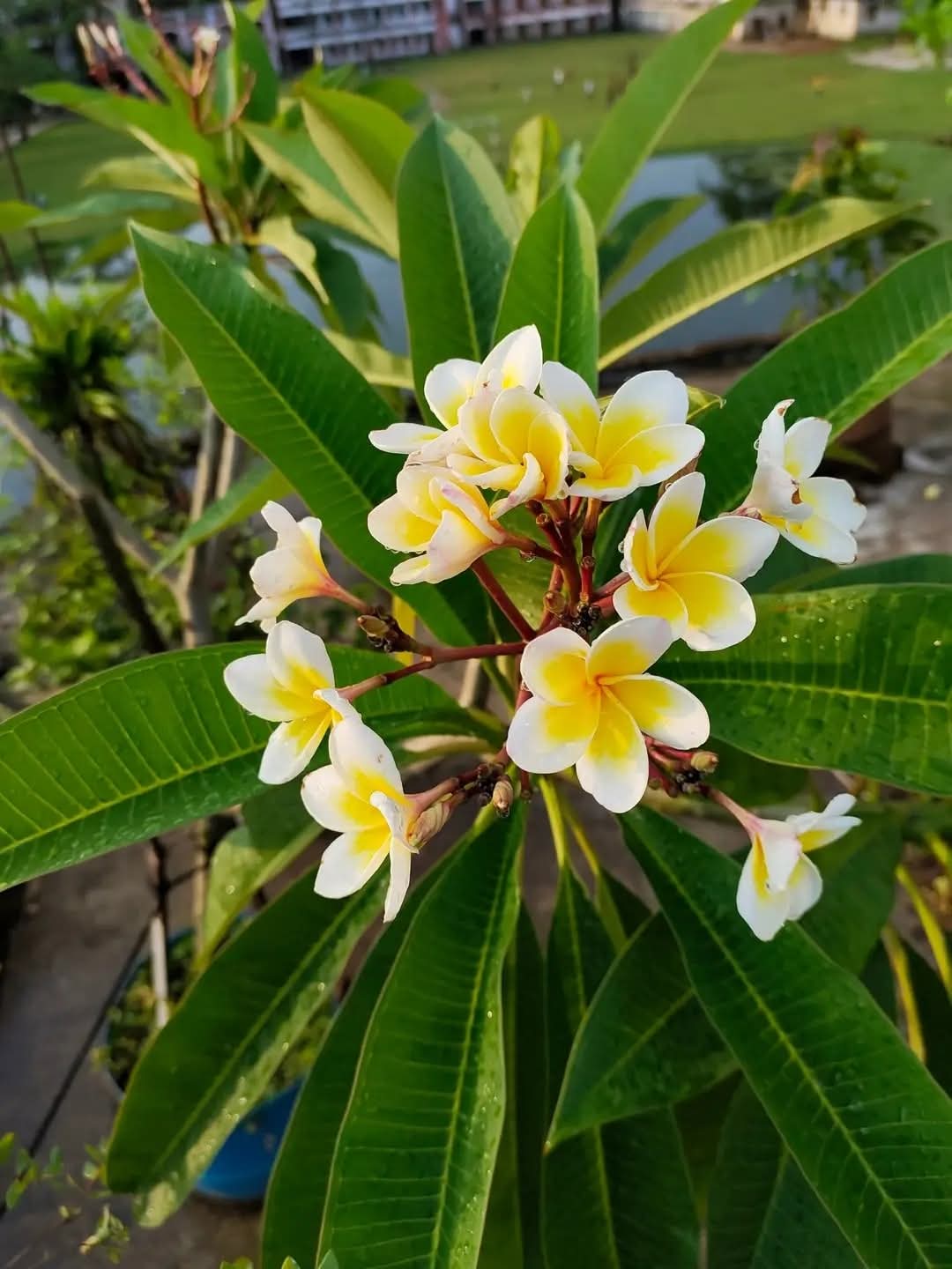 পৃথিবীর সবচেয়ে বর্ণিল ফুলের নাম কাঠগোলাপ। 🌸