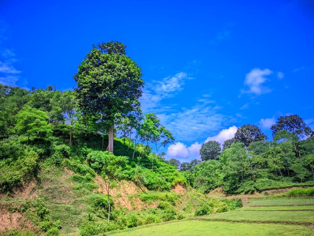 🌱 সবুজে ঘেরা শান্তির রাজ্য – চা বাগান। 🌱