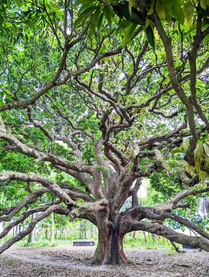 শতবর্ষী আম গাছ, কাশিয়ানী, গোপালগঞ্জ, বাংলাদেশ।🇧🇩