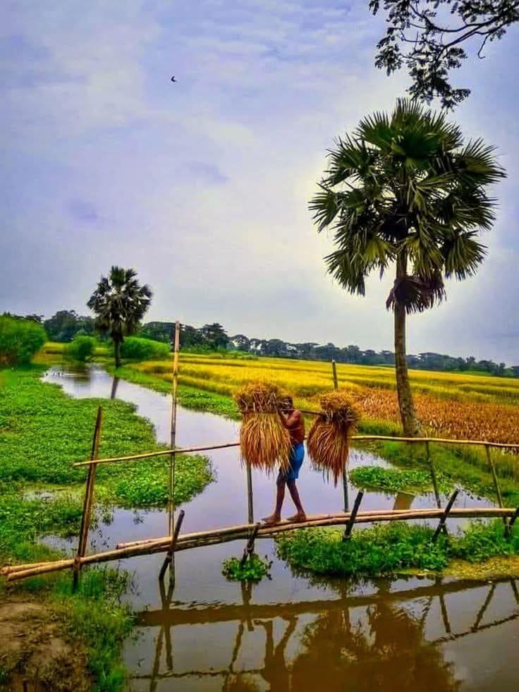 ঘামের স্রোতে বয়ে চলে জীবন, প্রান্তরের বুকে আঁকা নিঃশব্দ সংগ্রাম।
#গ্রামবাংলা #কৃষকজীবন #প্রকৃতি #পরিশ্রম
