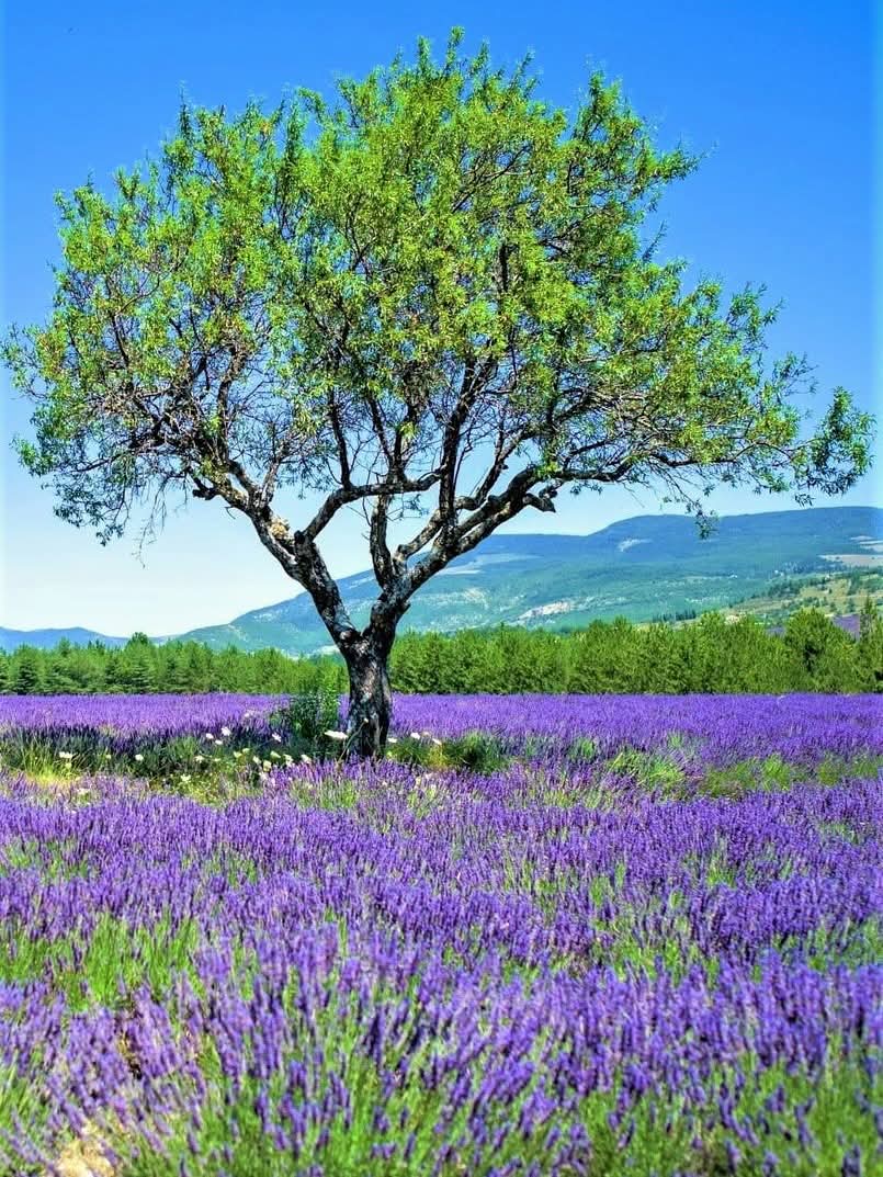 Canton of Sault, France.