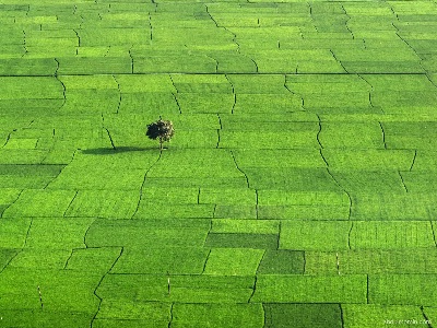 সবুজের গালিচার কৃষকের ফসলের মাঠ।