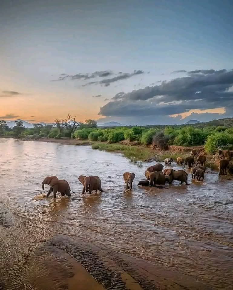 Samburu National Park, Kenya