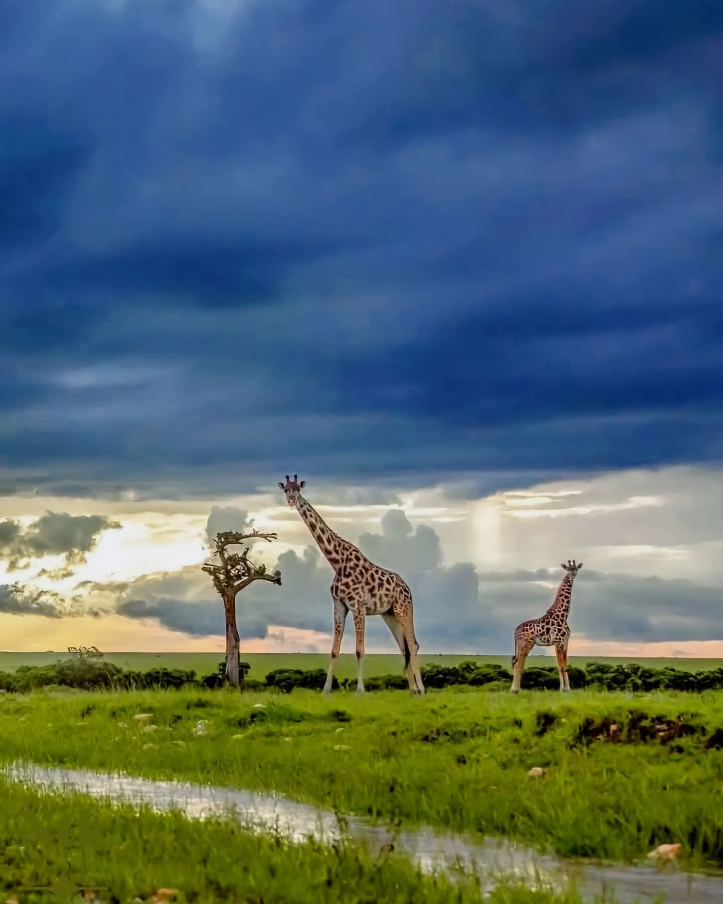 Masai Mara National Reserve, Kenya