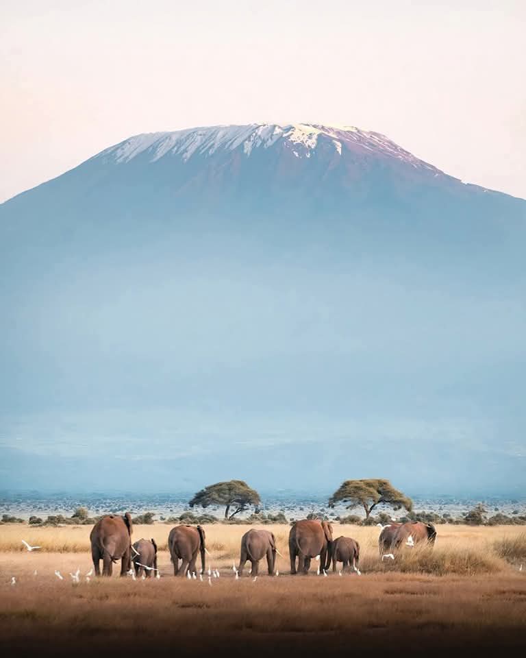 Amboseli National Park, Kenya