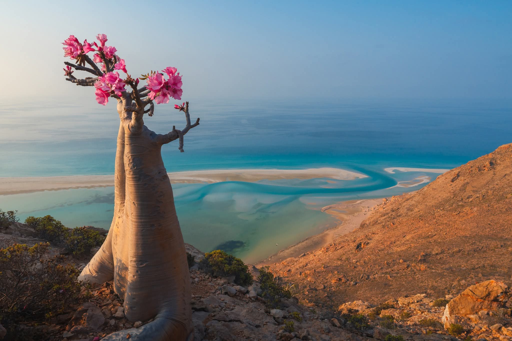 A collection of incredible trees from Socotra, Yemen.