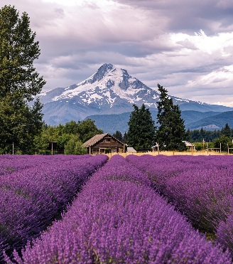 Lavender fields meet Mt. Hood in Oregon, USA!