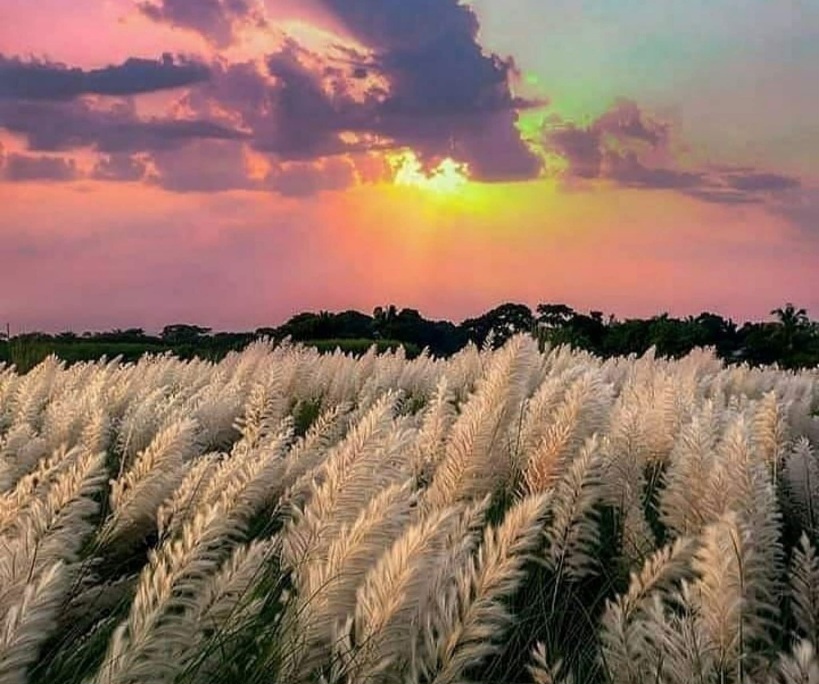 সকাল বেলার কাশফুলের সুন্দর দৃশ্য।🦋