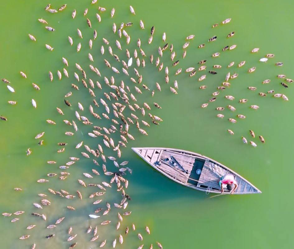 নদীতে হাঁসের ঝাঁকের সুন্দর দৃশ্য।