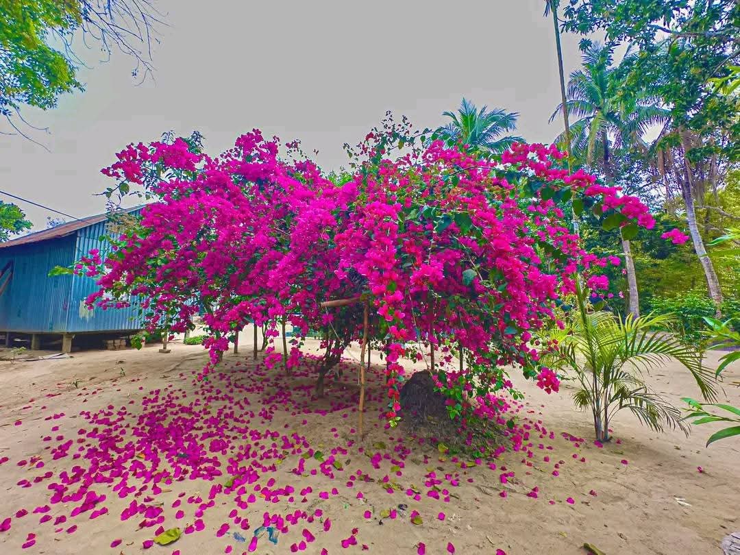 গ্রামে বাগান বিলাশের সৌন্দর্য দেখার মত,
চোখ জুড়ানো শান্তি।🌸