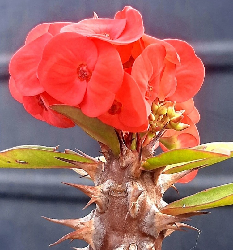 কাঁটা মুকুট ফুল বেশ কয়েটি রঙে ফুটতে দেখা যায়।