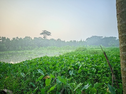 কুয়াশার ভেতর হারিয়ে যাওয়া এক শান্ত সকাল।