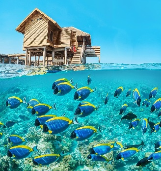 🐠 Underwater villa dreams in Maldives!