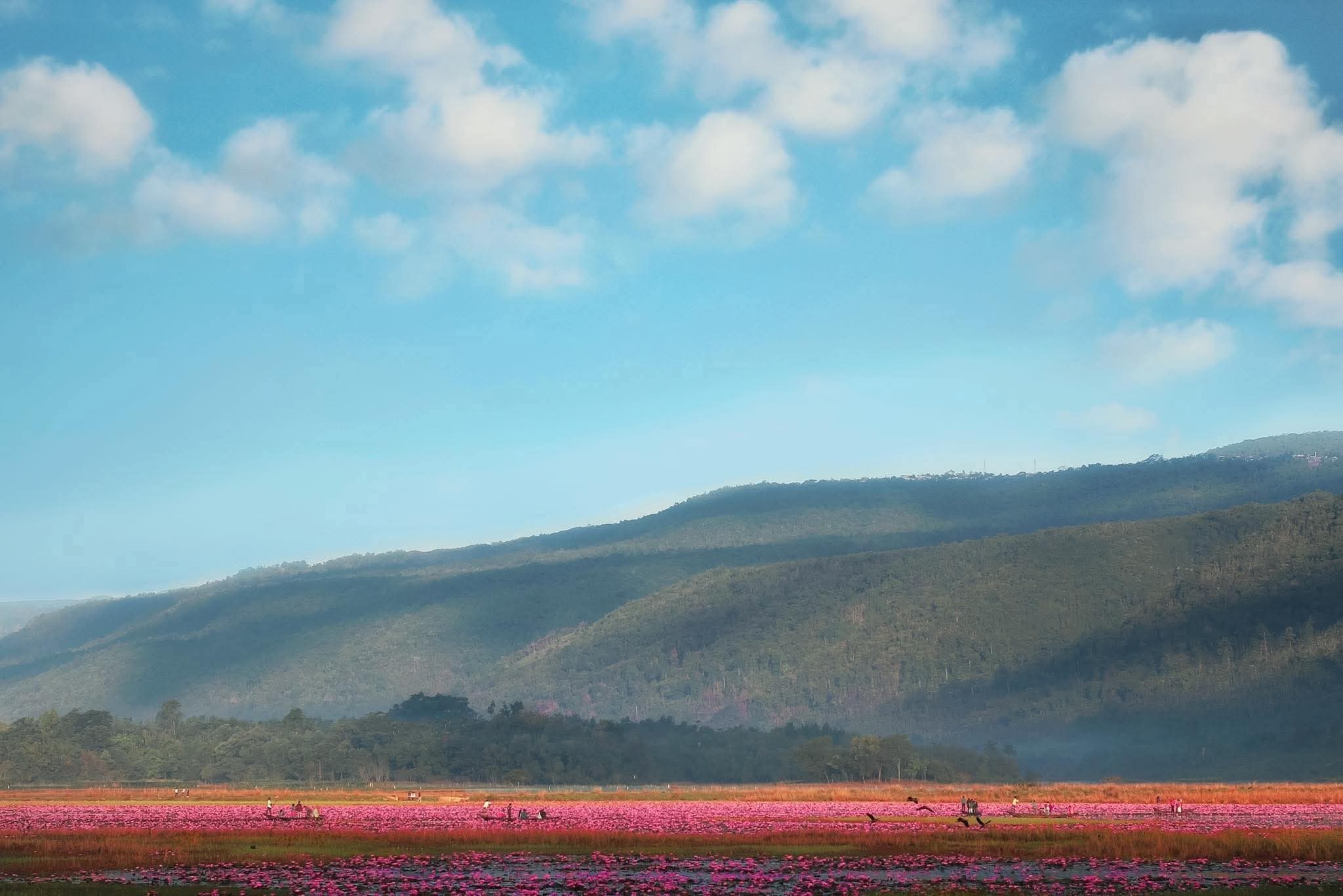 জীবনে একবার হলেও শাপলা বিল যাওয়া দরকার! 🪷
সিলেট, বাংলাদেশ।🇧🇩