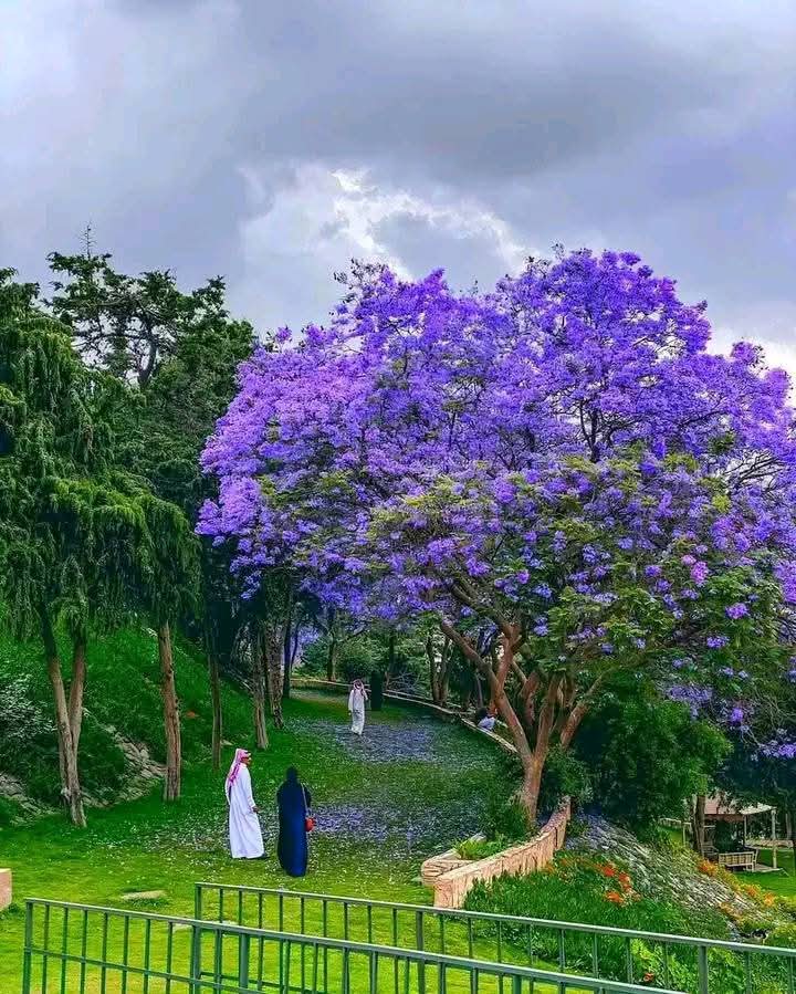 Abha, Saudi Arabia 🇸🇦