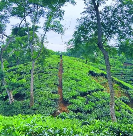 সবুজে মোড়া এক টুকরো শান্তি নাম তার চা বাগান। 🌿
