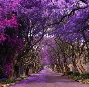 Jacaranda-lined street in Sydney, Australia!