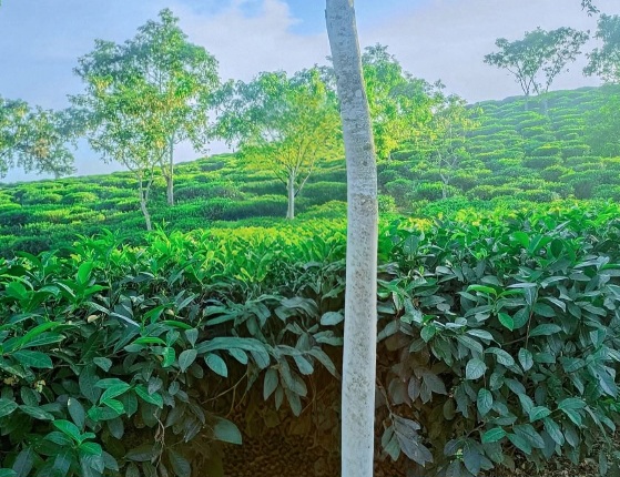 শ্রীমঙ্গল মানেই সবুজ চায়ের সাজানো বাগানের সুন্দর দৃশ্য। শ্রীমঙ্গল, বাংলাদেশ।❤️