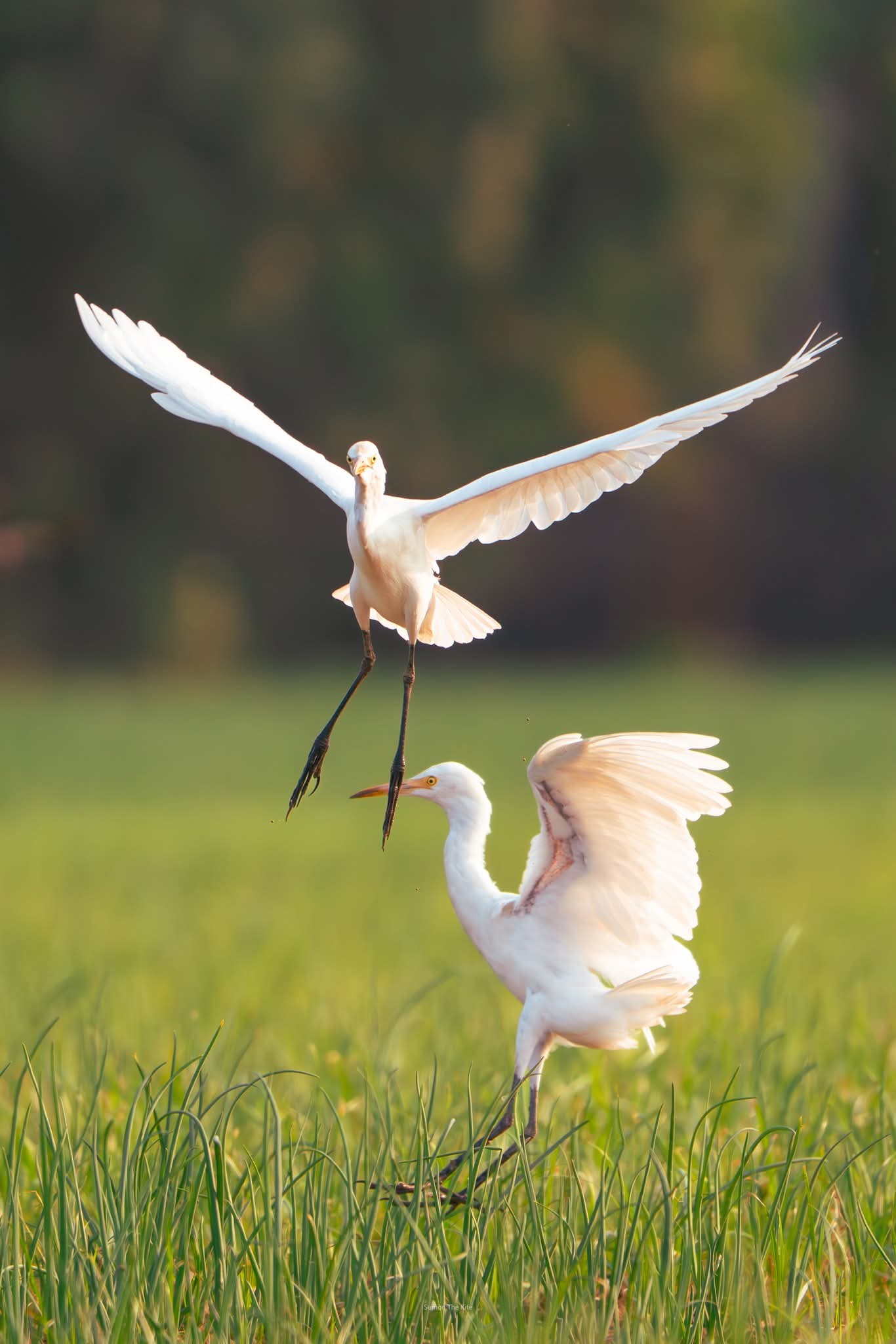 ডানা মেলে পাখি উড়ার সুন্দর দৃশ্য।