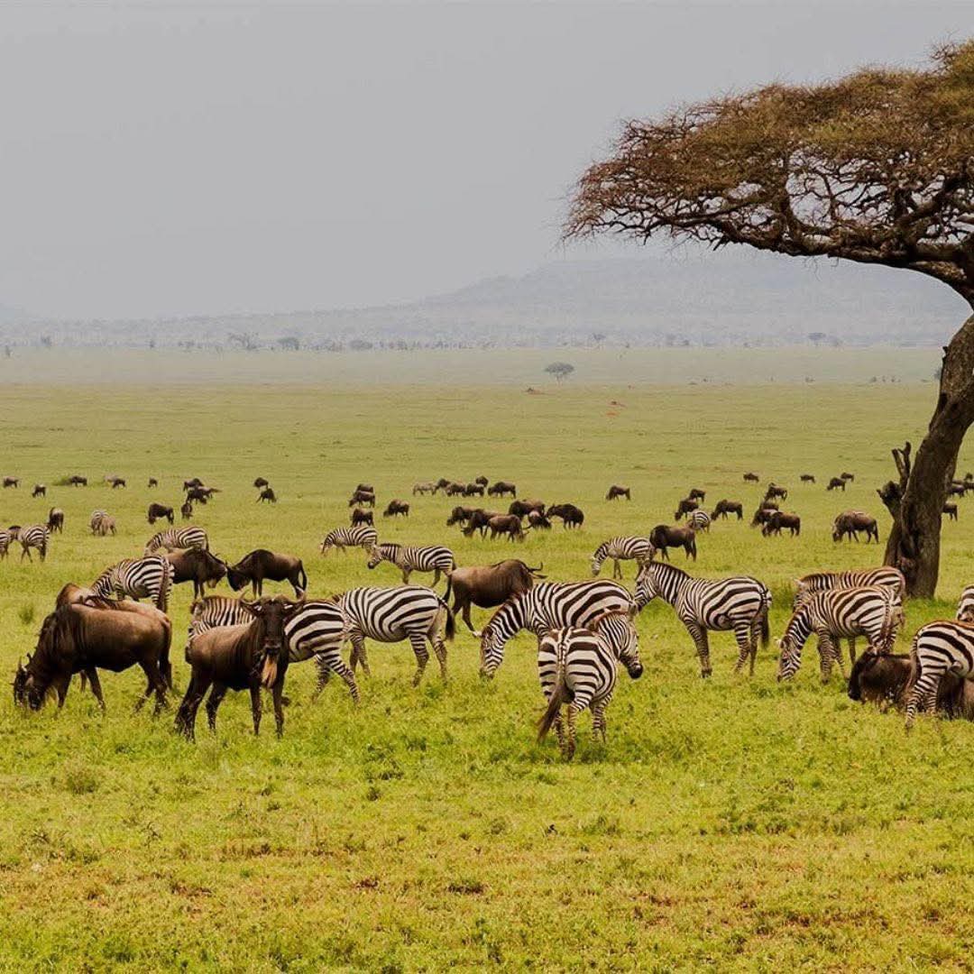 Serengeti National Park, Tanzania 🇹🇿