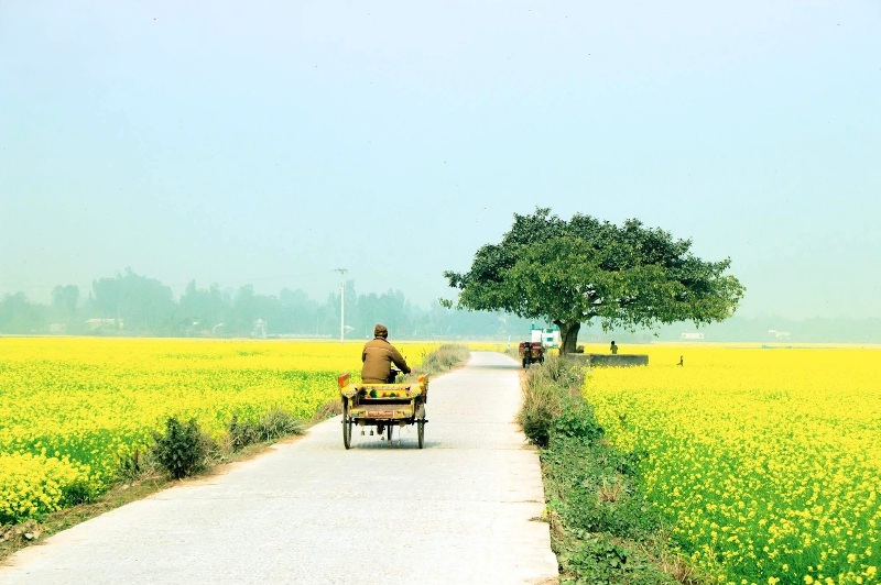 গ্রামীণ জীবন....
কাসেম বিল, উল্লাপাড়া, সিরাজগঞ্জ, বাংলাদেশ।
