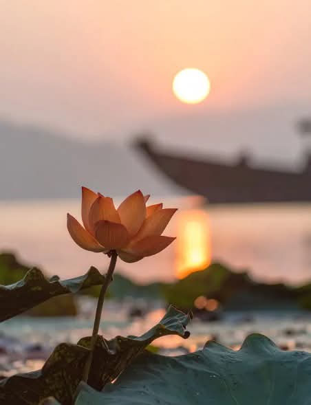 জীবনও পদ্মের মতো, কাদায় থেকেও সৌন্দর্য ধরে রাখে।🤍🌸