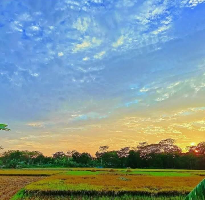 শেষ বিকালের মনোমুগ্ধকর পরিবেশের সুন্দর দৃশ্য। গ্রাম বাংলার সুন্দর দৃশ্য। ফসলের মাঠের সুন্দর দৃশ্য।