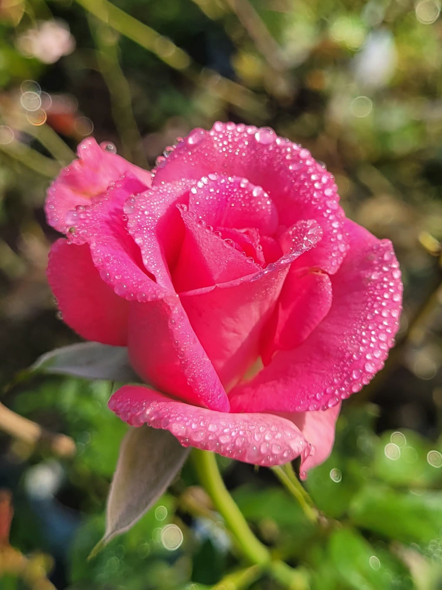 শিশির বিন্দুেতে ভেজা লাল গোলাপের প্রেমে আমার মন পরে বার বার।