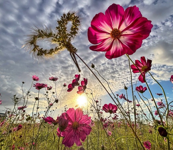 মানুষের মন যদি ফুলের মতো হতো, তবে পৃথিবীটা সুগন্ধে ভরে যেত..!❤️🌸