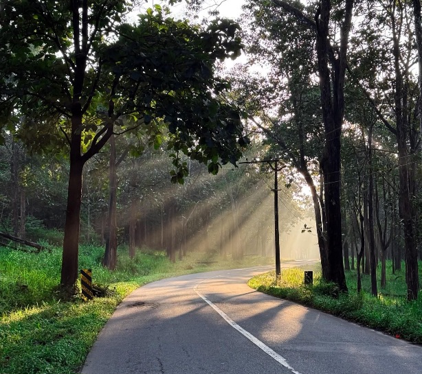 সকালের মিষ্টি রোদের আলো।