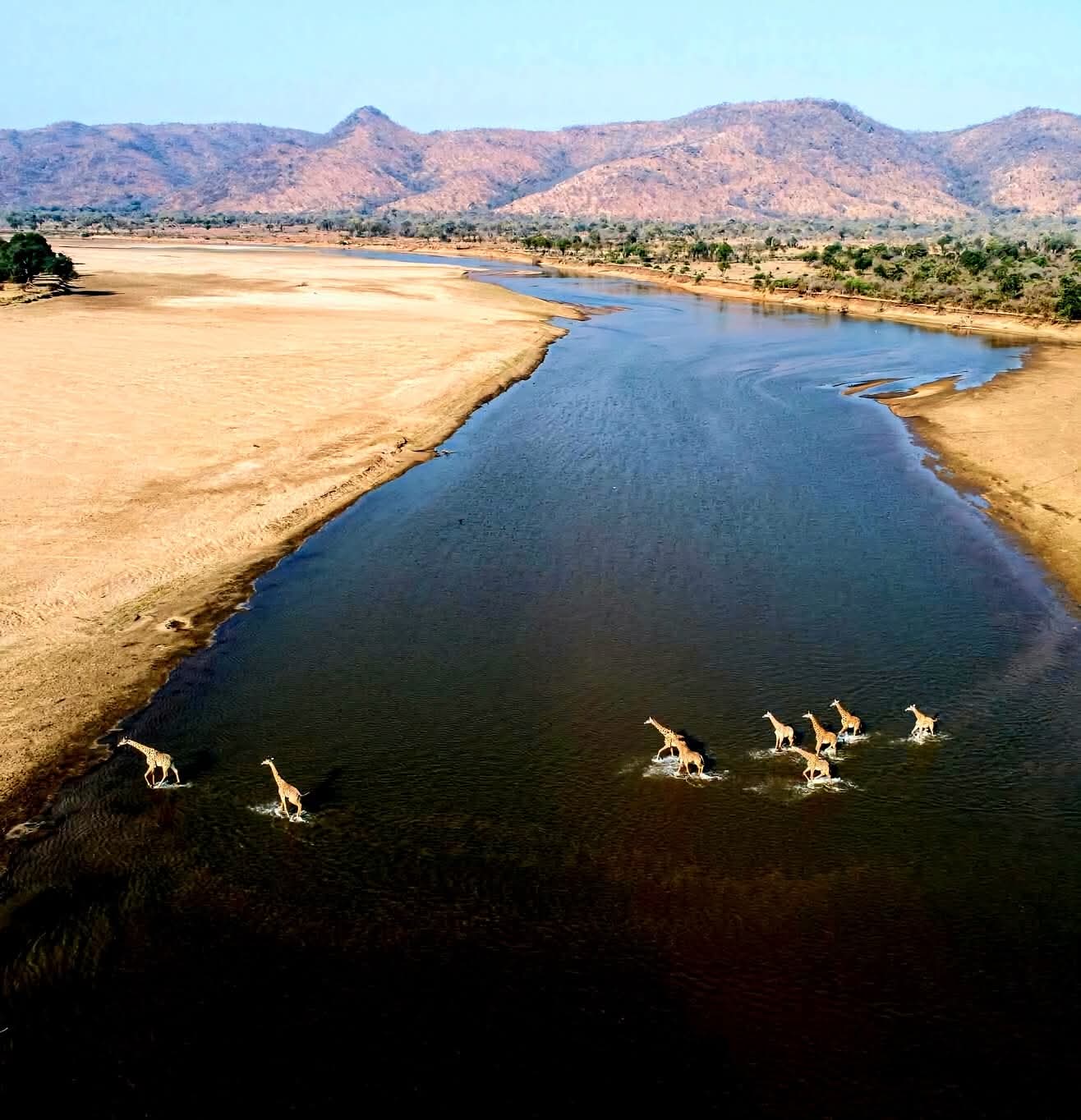 Giraffes Crossing, Luangwa National Park, Zambia 🇿🇲