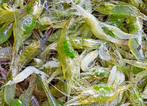 নদীর টাটকা চিংড়ি মাছ।