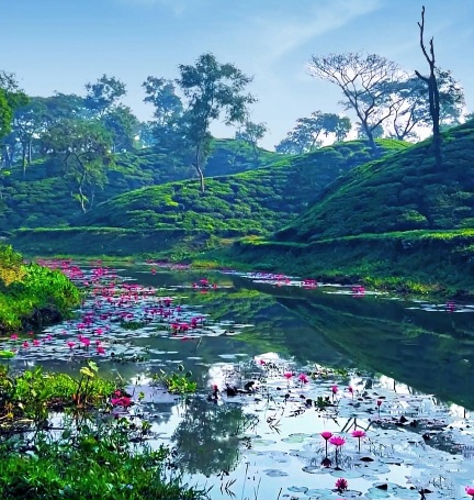 জল, সবুজ, আর শাপলার মেলা!
প্রকৃতির সেরা শিল্পকর্ম।