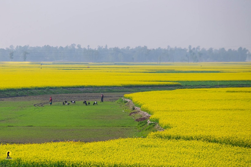 নকশী কাঁথার মাঠ। গ্রাম বাংলার সুন্দর দৃশ্য। সরিষা ক্ষেতের সুন্দর দৃশ্য।
