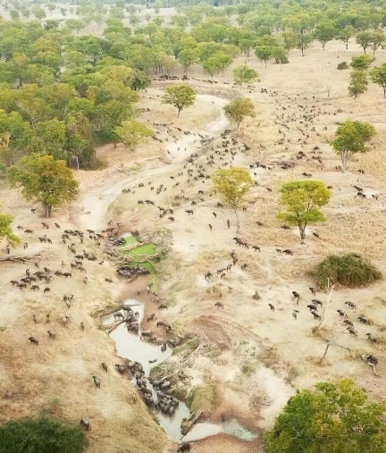 Luangwa National Park, Zambia 🇿🇲