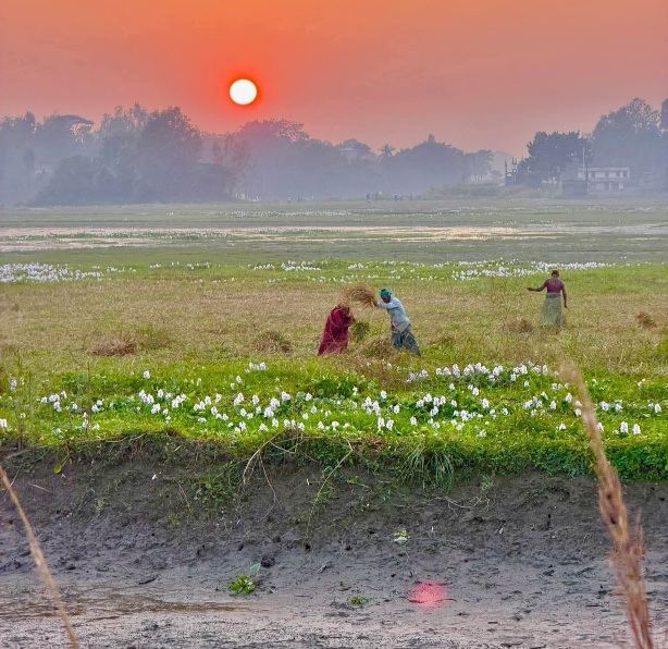 বেলা শেষে সূর্যটা যখন ডুবে যায় গ্রামের মাথার উপর দিয়ে। কৃষক-কৃষাণীর বাড়ি ফেরার তাড়া।