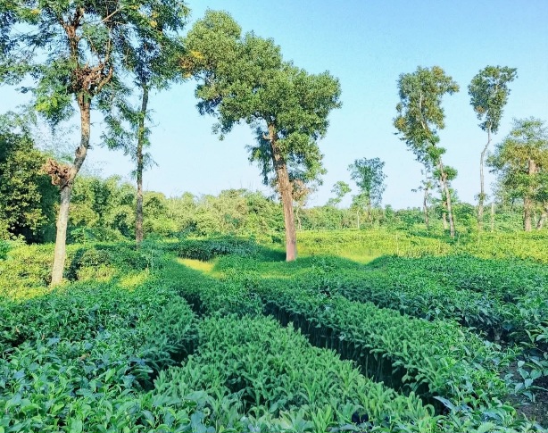 শ্রীমঙ্গলের প্রতিটি চা বাগানের আছে আলাদা আলাদা সৌন্দর্য।❤️