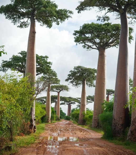Baobab Avenue, Madagascar 🇲🇬