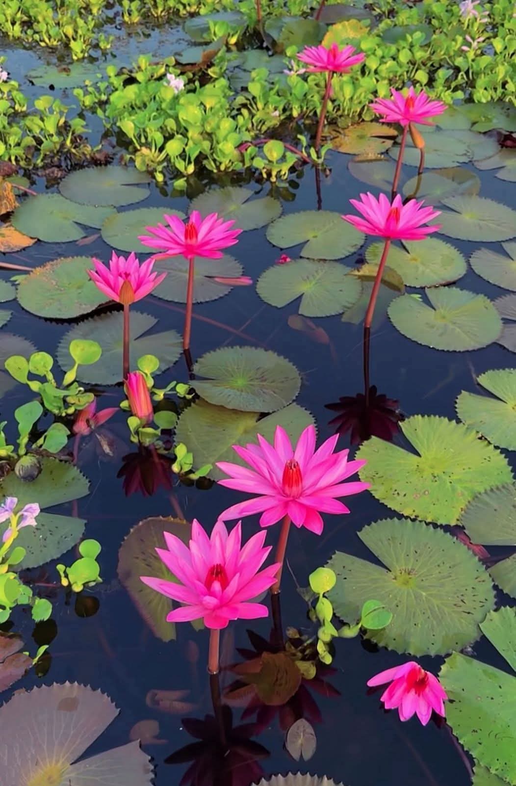 মা'শা আল্লাহ,
জল যেখানে নিস্তব্ধ, শাপলা সেখানে রঙ ছড়িয়ে স্বপ্ন জাগায়!