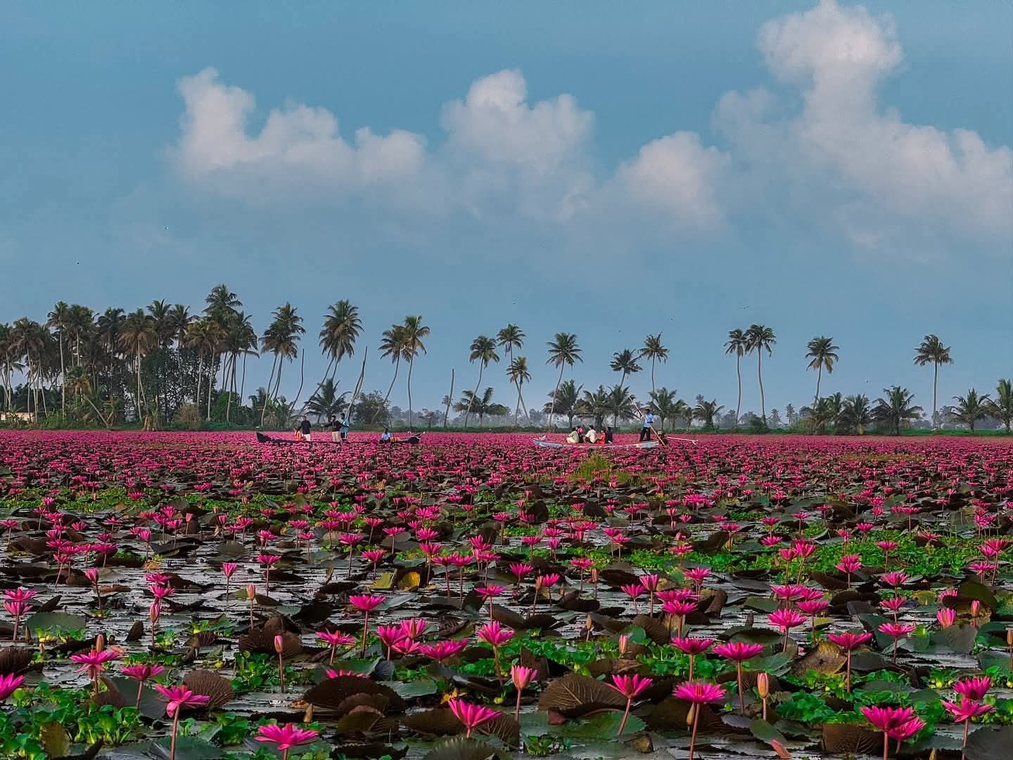 শাপলা বিলের সুন্দর দৃশ্য।
