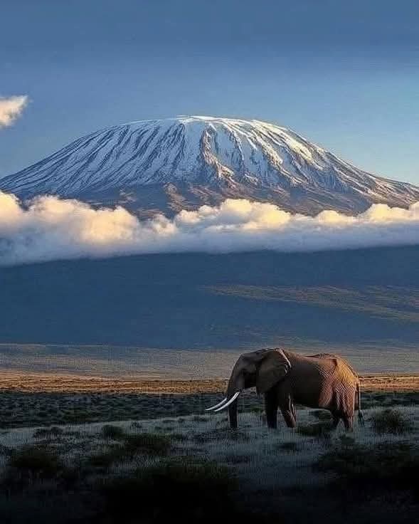 Another beautiful view from Amboseli national park, Kenya 🇰🇪 with a view of
Mt Kilimanjaro.