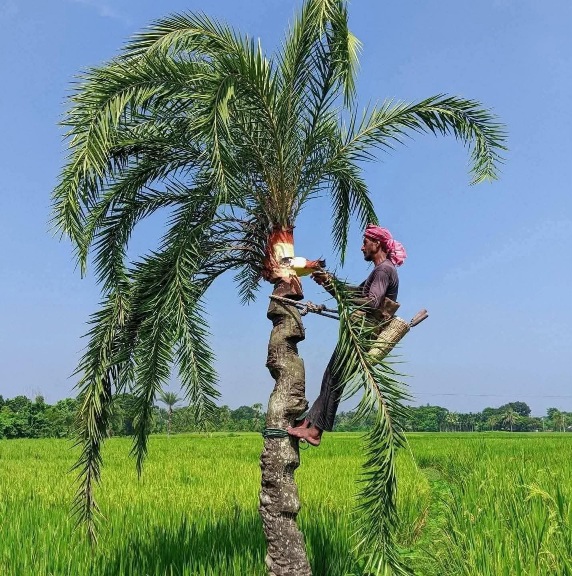 খেজুরের রস সংগ্রহের সুন্দর দৃশ্য। গ্রাম বাংলার সুন্দর দৃশ্য।